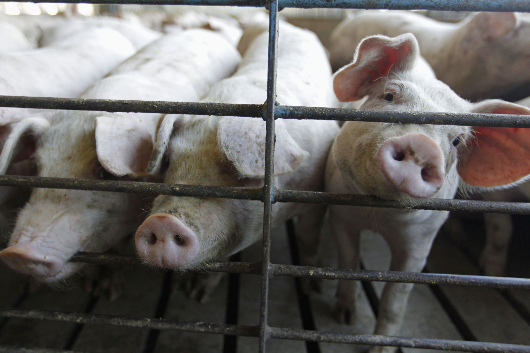 Hogs: $21,032,491,000